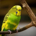 Australian Budgerigar