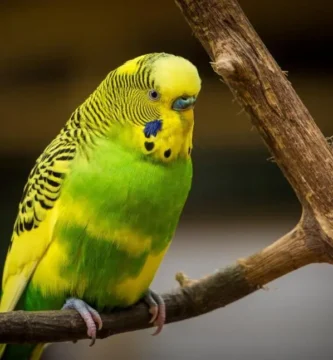 Australian Budgerigar