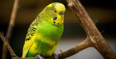 Australian Budgerigar