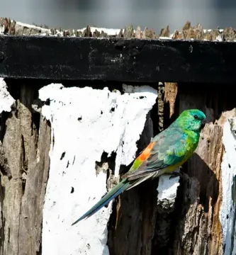 Red Rump Parrot