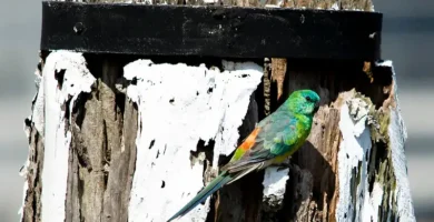 Red Rump Parrot