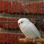 albino budgie