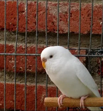 albino budgie