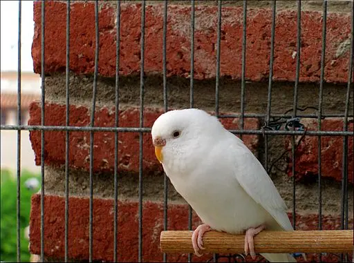 albino budgie