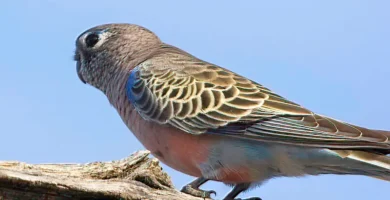 bourke parakeet