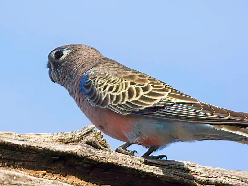 bourke parakeet