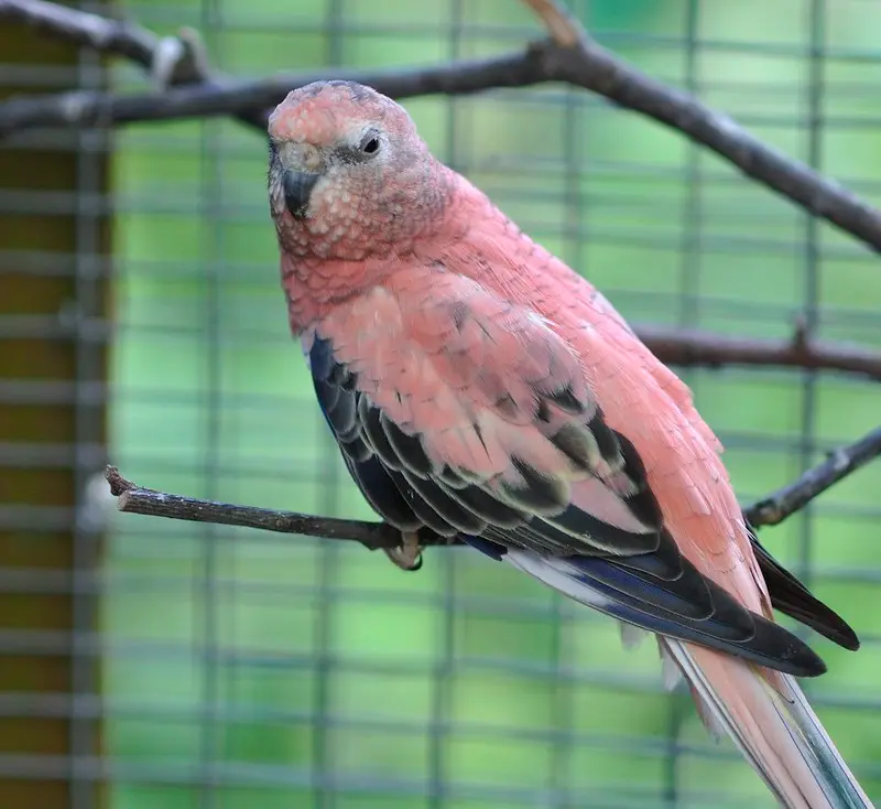 bourke parakeet