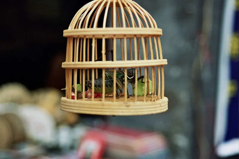 choosin the right bird cage