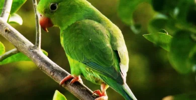 budgie