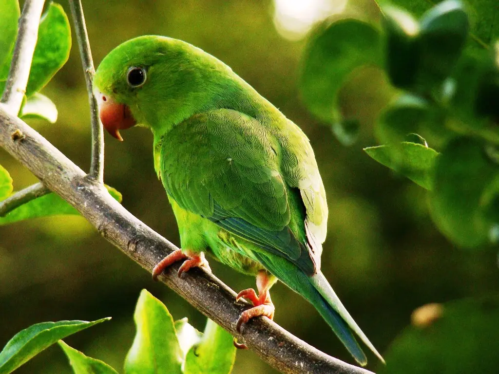 Budgies: The Most Common Pet Birds Budgies: The Most Common Pet Birds